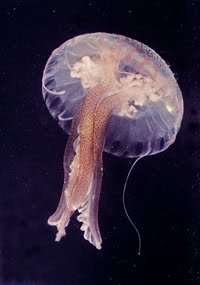 toxic substance jellyfish