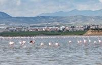 Фламинго ищут в озере еду