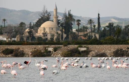 Фламинго на Кипре