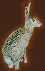 Cyprus hare