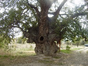 дерево деревни Ланья