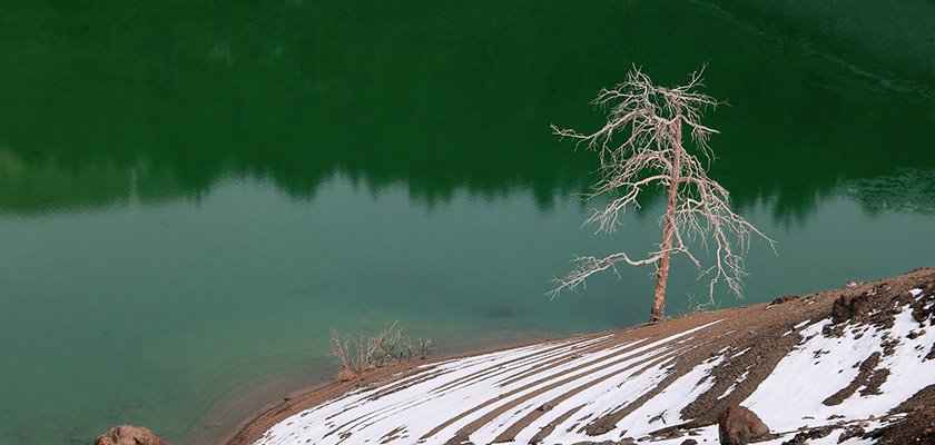 Дерево на кипрском озере-призраке