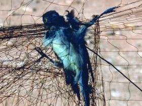 Птичка ampelopoulia в сетях ломает себе крылья