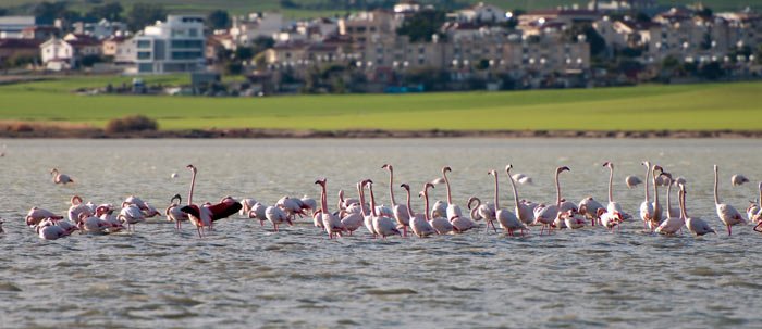 Фламинго на Соленом озере в Ларнаке, Кипр