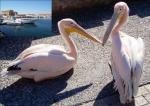 Пеликаны на набережной Пафоса