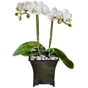 Орхидеи белые