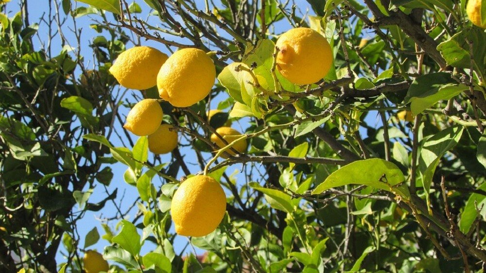 Лимоны на Кипре