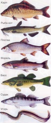 Основные виды рыб, обитающие в пресноводных водоемах Кипра
